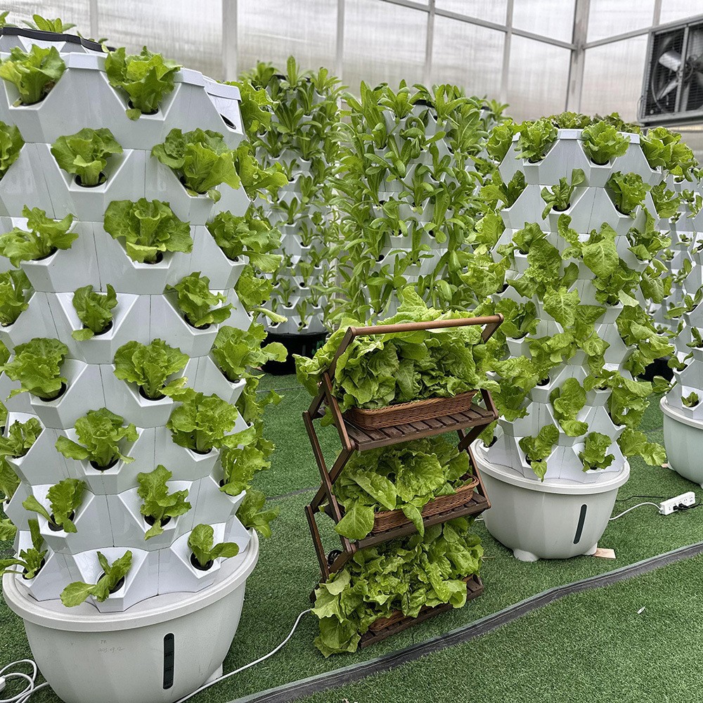Vertical Pineapple Planting System for High-Yield